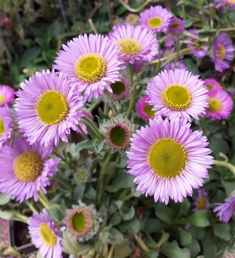 Erigeron Glaucus Sea Breeze Established Erigeron Proctors Nursery