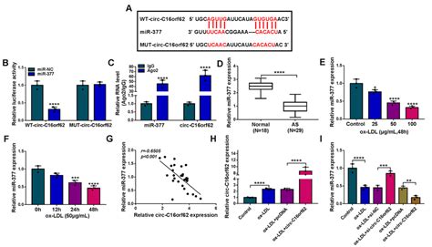 Mir 377 Was A Target Of Circ C16orf62 A Mir 377 Was Predicted As A