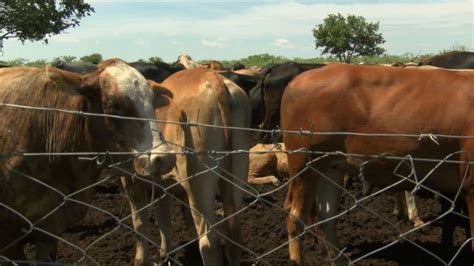 Beefing up Botswana's cattle farming - BBC News