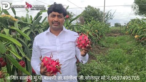 Trellis System Jumbo Dragon Fruit Harvesting ड्रॅगन फ्रुट लागवड Dragon Fruit Nursery Pitaya