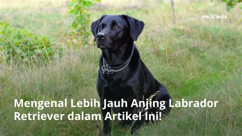 Mengenal Anjing Labrador Retriever Si Garang Dari Inggris Hewania