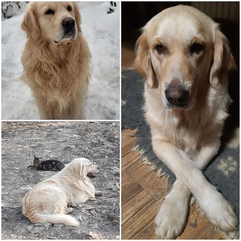 Sprzedam ślicznego pieska Golden Retriever Szczytna OLX pl