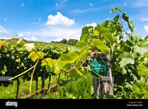 Vineyard of Pinot Blanc grape Stock Photo - Alamy