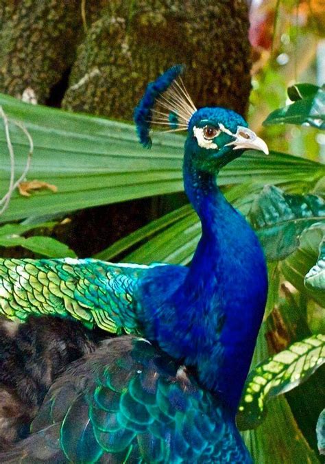 Indian Peacock 🦚 : r/peacocks