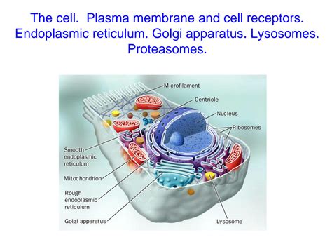 Solution The Cell Plasma Membrane And Cell Receptors Endoplasmic