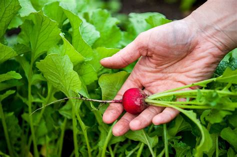 How To Plant Grow And Harvest Radishes A Step By Step Guide