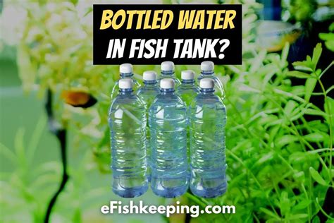 Bottled Water In A Fish Tank Top 4 Tips To Make It Safe EFishkeeping