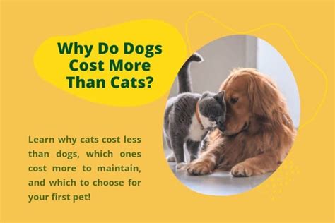 Why Do Dogs Cost More Than Cats