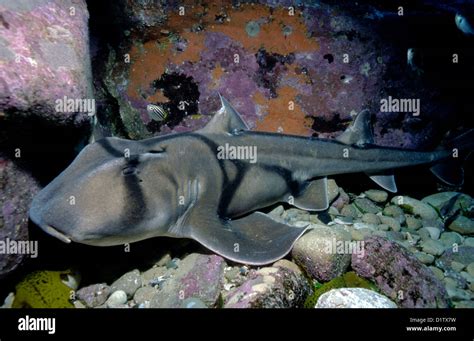 Port Jackson Shark Heterodontus Portusjacksoni At Wattamolla Reef