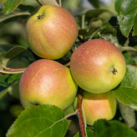 Malus Domestica James Grieve Pommier 120 Cm En Pot