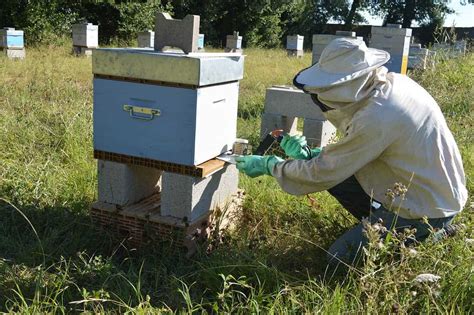 A Beekeepers Guide To Using Oxalic Acid Perfectbee