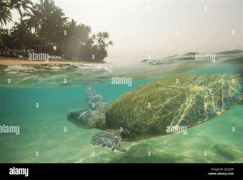 Giant sea turtle underwater in ocean Stock Photo - Alamy