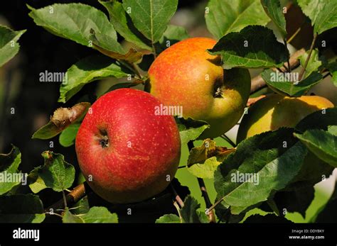 Cultivated Apple Malus Domestica Bavaria Stock Photo Alamy