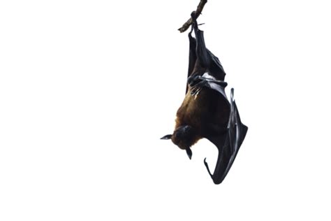 Indian Flying Fox Png Transparent Images Free Download Vector Files