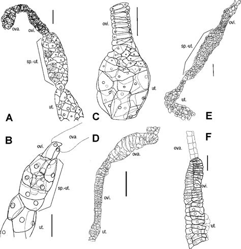 Figure 1 From The Structure Of The Female Reproductive System Of