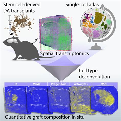 Deconvolution Of Spatial Sequencing Provides Accurate Characterization Of Hesc Derived Da