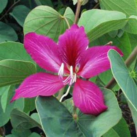 Buy Bauhinia Variegata, Kachnar (1Kg) online India at plantsguru.com