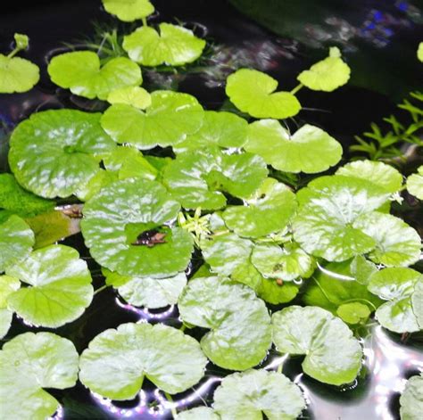 The Best Floating Aquarium Plants Reviews By The Aqua Guru