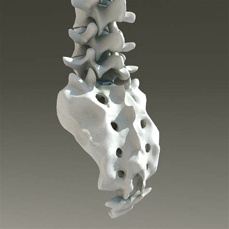 D Model Vertebral Column Skeleton