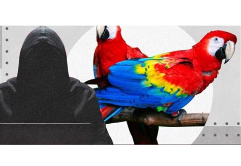 México fue el principal objetivo en las filtraciones de Guacamaya Leaks