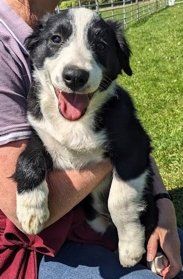 Border Collie Jindivick Petsforhomes