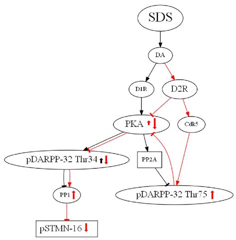 Brain Sciences Free Full Text Effects Of Stathmin 1 Gene Knockout