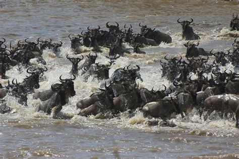 The Great Wildebeest Migration Kenya Explorer Part Two