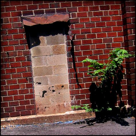 Img Arbortecture Plants Growing Out Of Buildings Th Flickr