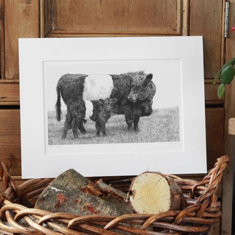 Belted Galloway Art Etsy