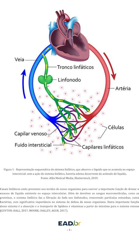 Sistema Cardiorespiratorio Cap Sistema Cardiorrespirat Rio