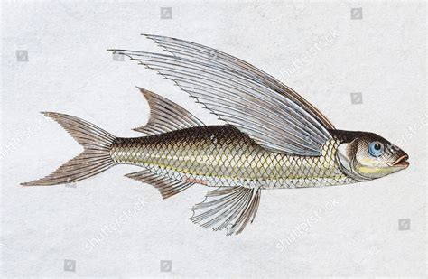 Flying Fish Exocoetus Exiliens Exocoetus Exiliens Editorial Stock Photo ...