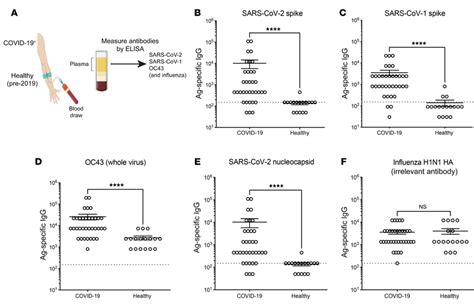 Cross Reactive Antibody Responses Following Sars Cov 2 Infection In