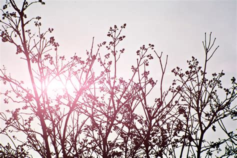 Free Images Tree Nature Branch Silhouette Blossom Outline Plant