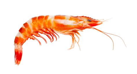 Shrimp Isolated On White Shrimp Shrimp Healthy Seafood Png