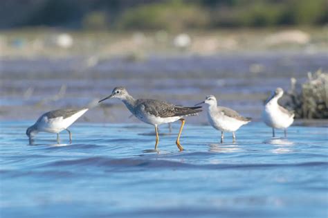 D A Mundial De Las Aves Playeras