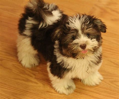 One Of Our Cute Havanese Puppies Puppies Puppies And Kitties