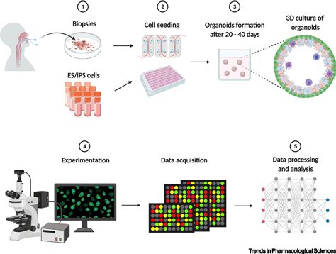 3D Cell Cultures Toward Quantitative High Throughput Drug Screening