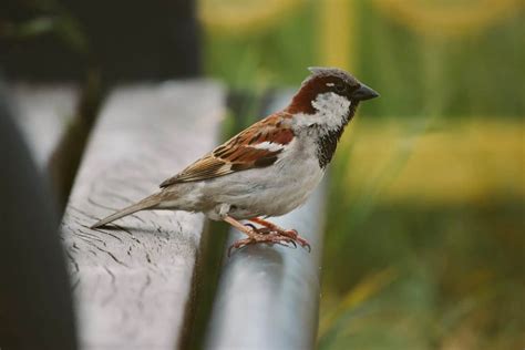 Finches Of Idaho Species With Pictures Wild Bird World