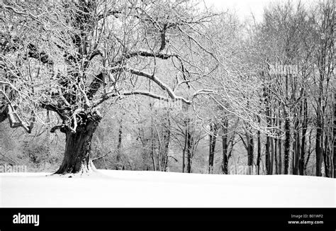 Lydiard Park Swindon in snow Stock Photo - Alamy