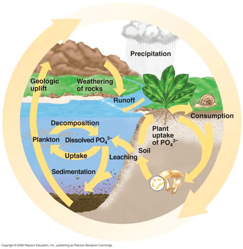 Biogeochemical Cycles Review Biology Quizizz