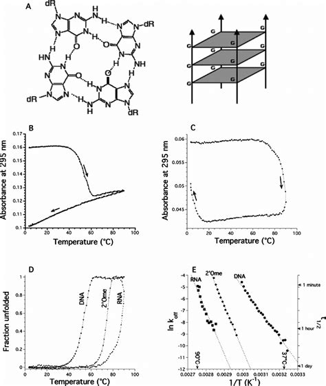 Quadruplex Melting And Cooling Profiles A Scheme Of A G Quartet