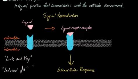 Lesson 19 Membrane Receptors Flashcards Quizlet