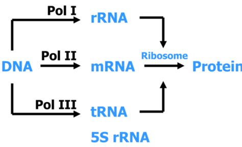 Gene Transcription And Protein Synthesis Flashcards Quizlet