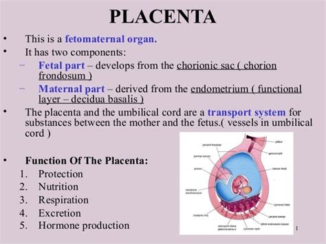 Placenta