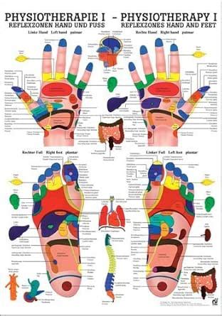 Reflex Ruediger Anatomie PHYS I Lam Zones Main Et Pied Tableau 50 Cm X