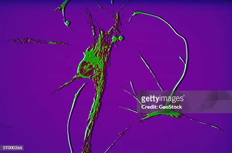 Green Neurons Foto E Immagini Stock Getty Images