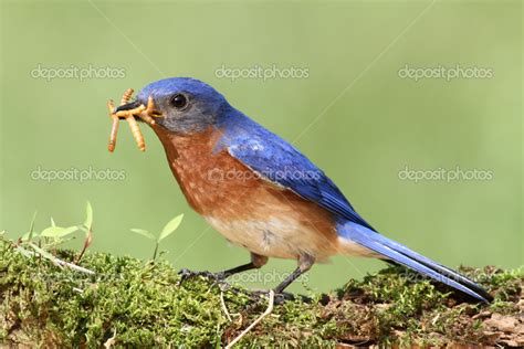 Bluebird oriental fotografía de stock steve byland 17790915