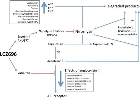 Mechanism Of Action Of LCZ696 The Molecule Is Comprised Of Drugs That