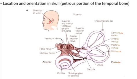 Lecture Vestibular System Flashcards Quizlet