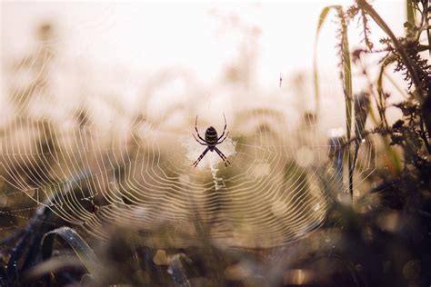 Spider Web Insect Macro Royalty Free Photo